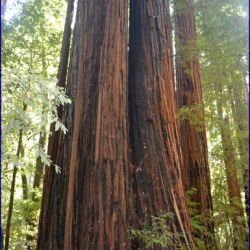 Big Basin Redwoods